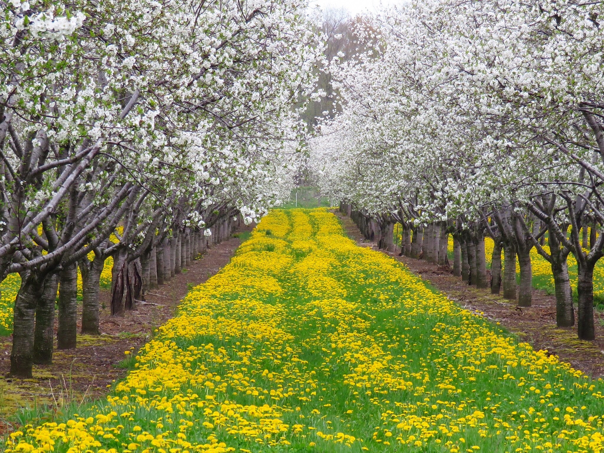 Spring Orchard Blooms Apple Trees Flowers Photo Photography Photograph 