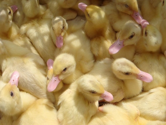 Chicks Baby Ducks Fluffy Yellow Cute Babies Animals Portugal Photo  Photograph Photography - Etsy