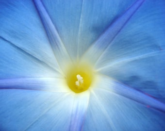 Fleur Ipomée bleue macro photographie décor mural
