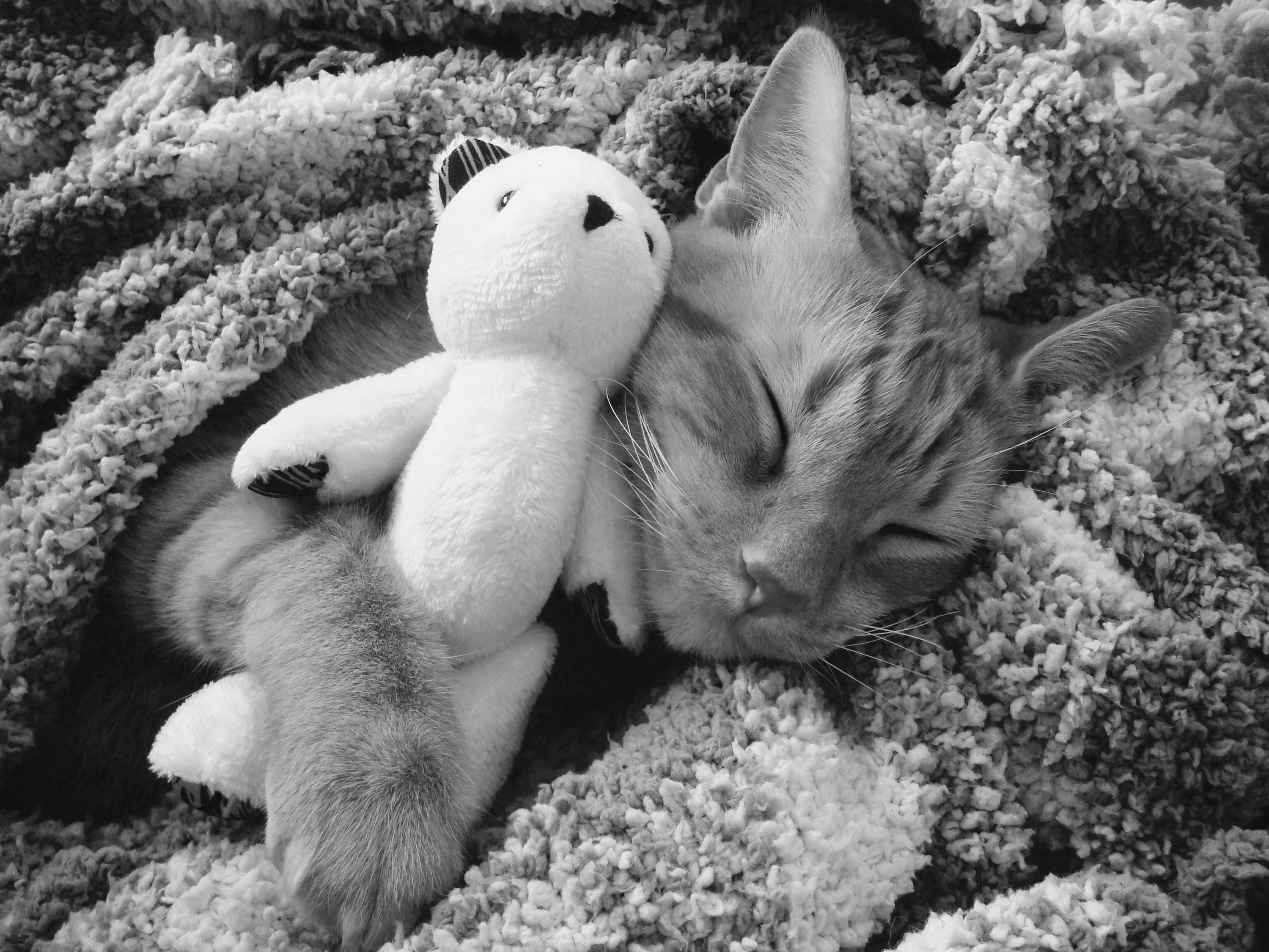 kitten teddy bear