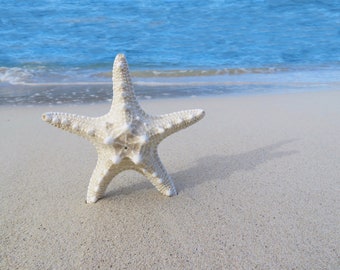 Sea ocean beach starfish sand sun vacation coast coastal photography photo photograph fine art wall art macro white blue cottage seascape