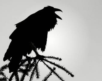 May include: Silhouette of a black raven perched on a branch of a pine tree against a white background.