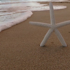 Seestern Strand Foto Sonne sand Wellen Ozean Meer warm Flut Stern tropischen Urlaub