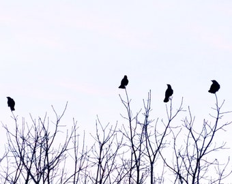 May include: Silhouettes of four black birds perched on bare branches against a light blue sky.