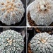 John H. reviewed Cactus Astrophytum Superkabuto RARE : 100 seeds