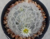 Cactus plants Mammillaria plumosa Kaktus Cactaceae Flower 4 cm.