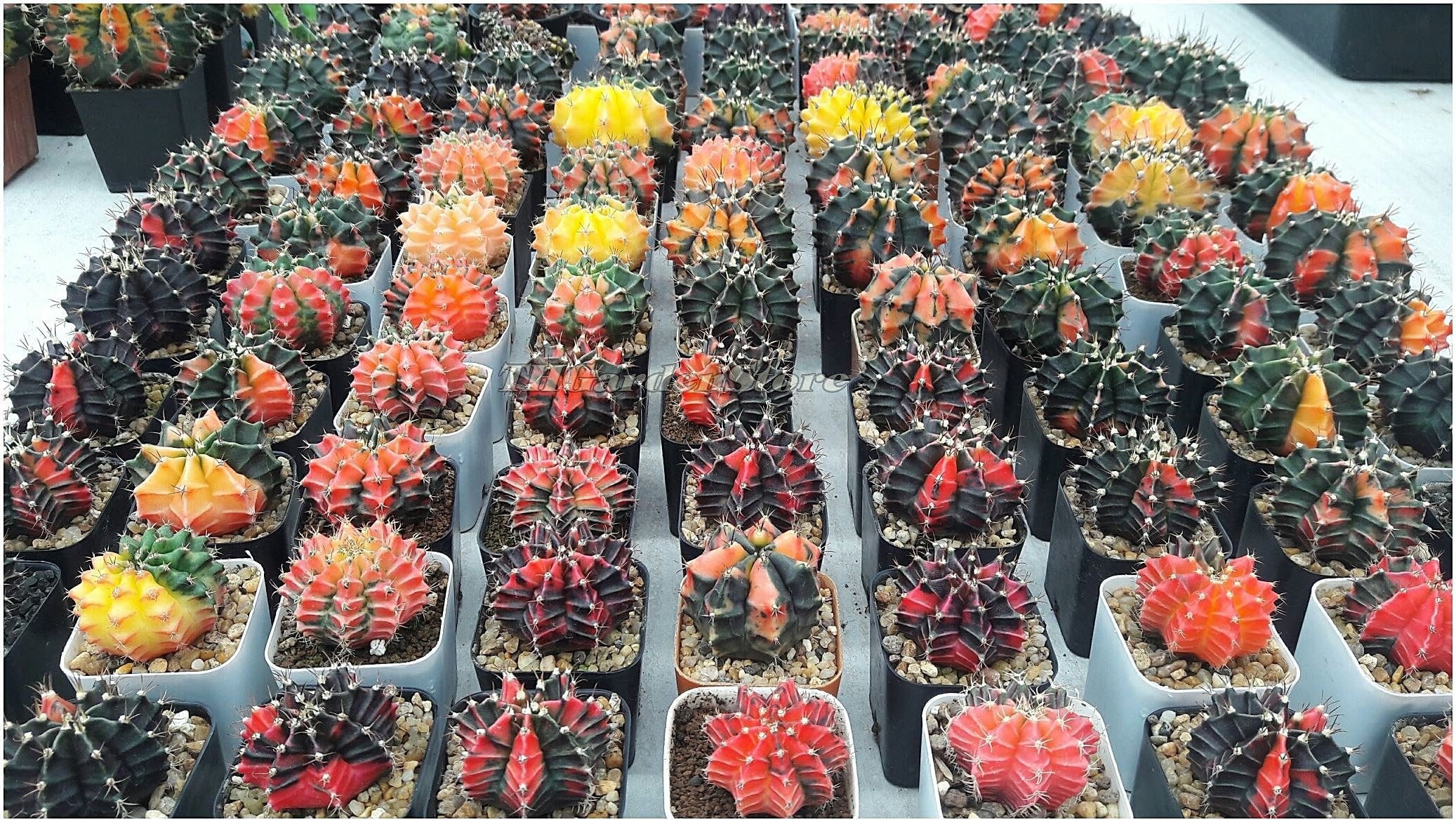 200 FRESH SEEDS Gymno cactus kakteen seed mihanovichii variegata and