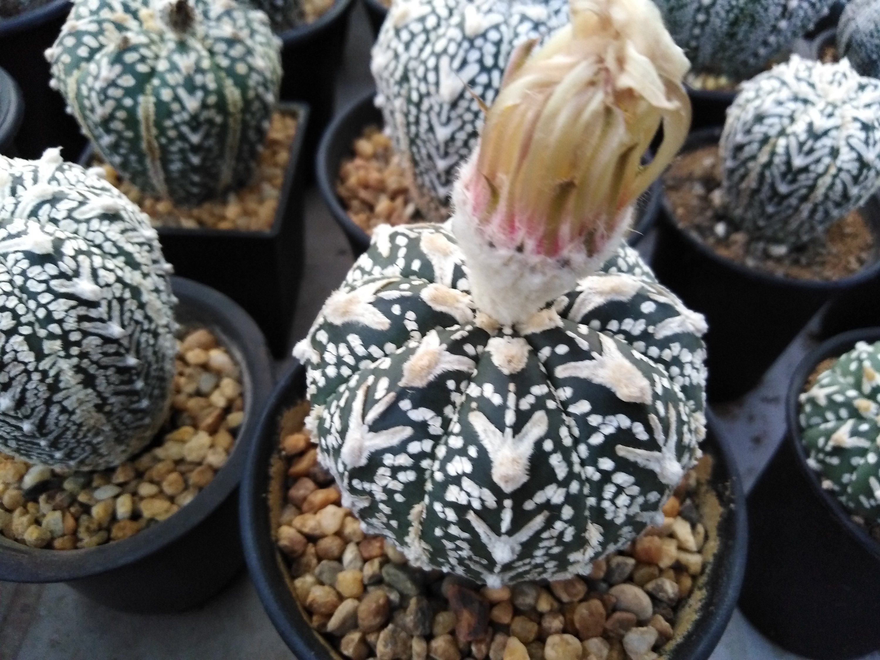 Superkabuto 'Miracle' 100 seeds Astrophytum asterias cv Superkabuto 'Miracle' 100 seeds Astrophytum asterias cv