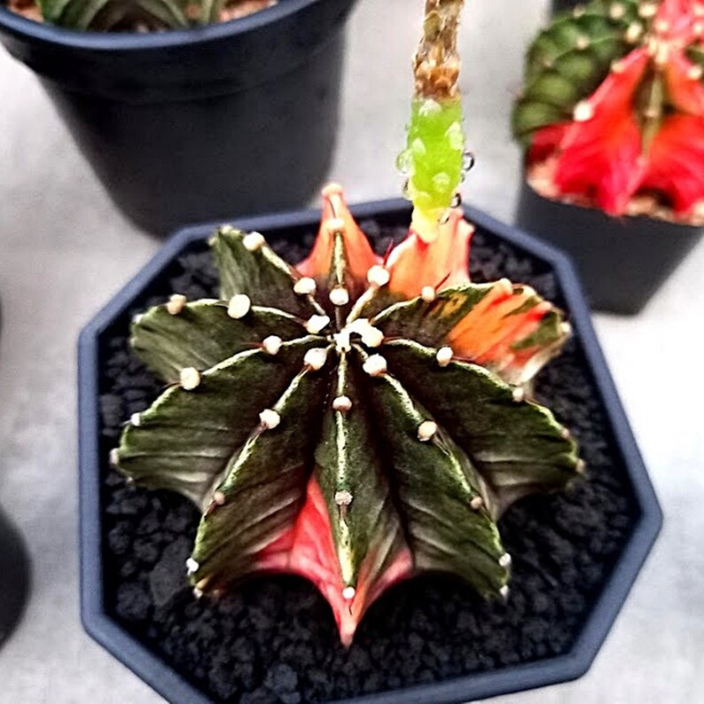 Cactus Gymnocalycium LB 2178 Variegated Seeds Mix Kaktus Etsy