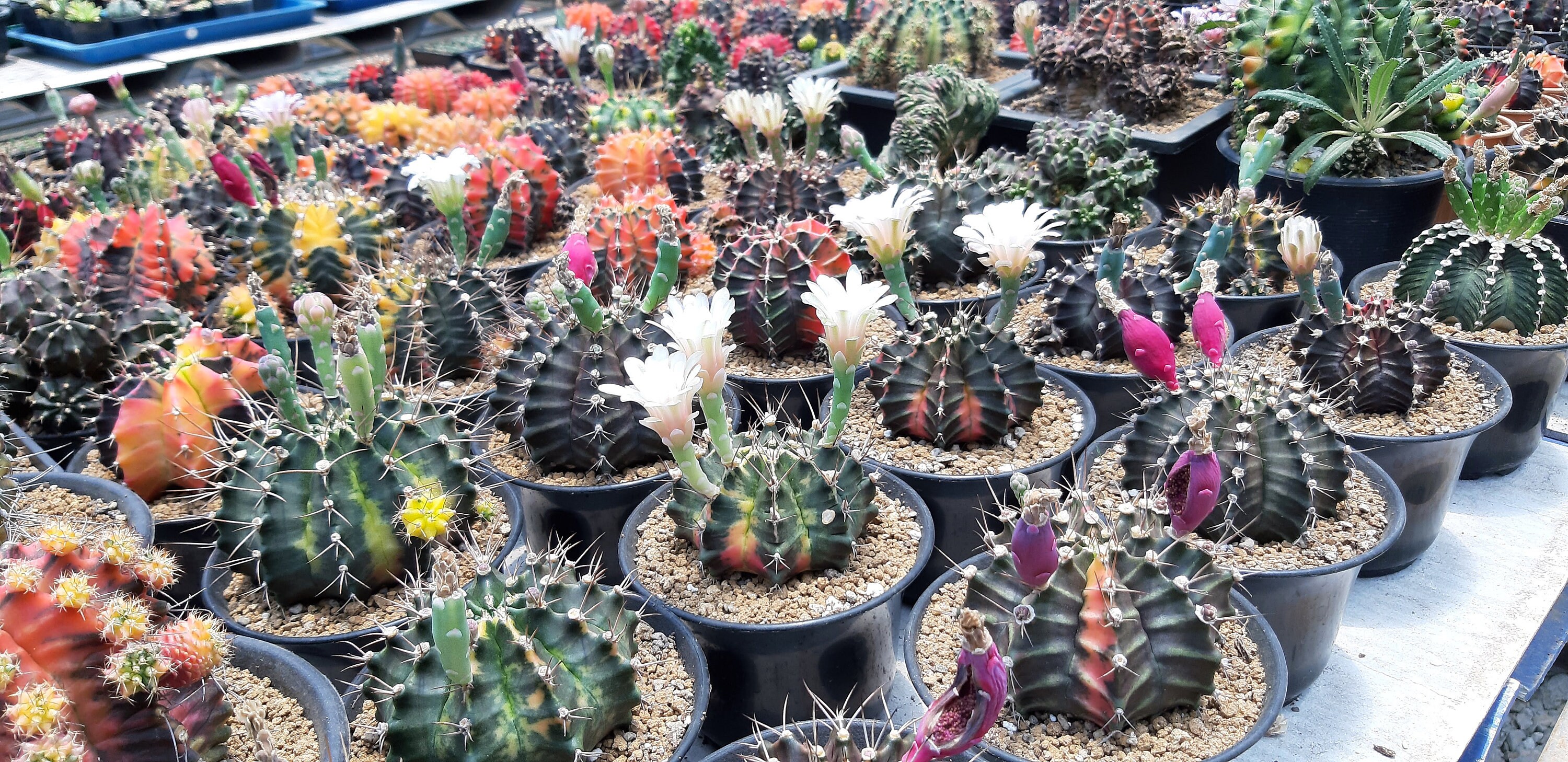 FRESH SEEDS Gymnocalycium Variegata Cactus Mix Rare/wholesale Etsy UK