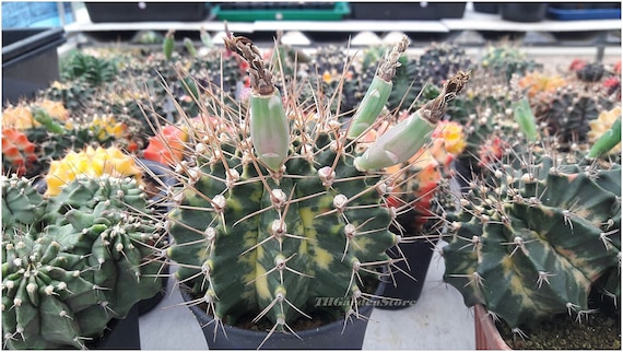 250 FRESH SEEDS Gymno Home Garden Decor variegata Cactus mix Grow easily rare 250 FRESH SEEDS Gymno Home Garden Decor variegata Cactus mix Grow easily rare