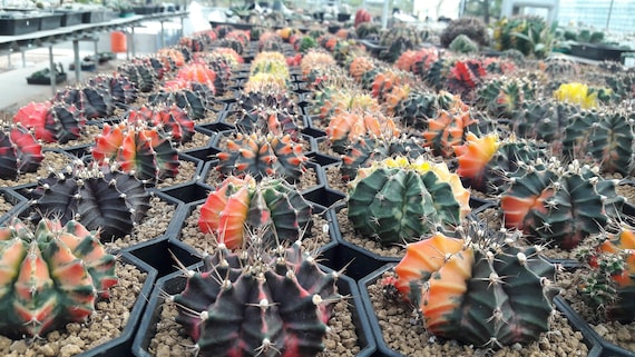 250 FRESH SEEDS Gymno Home Garden Decor variegata Cactus mix Grow easily rare 250 FRESH SEEDS Gymno Home Garden Decor variegata Cactus mix Grow easily rare