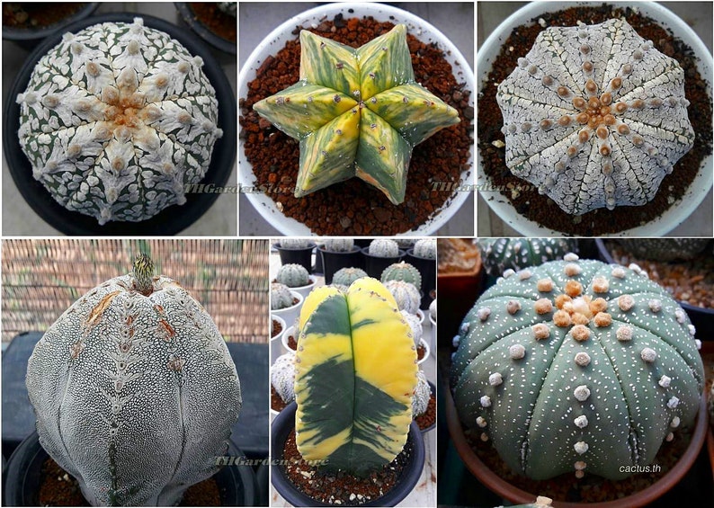 200 cactus