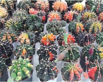 250 FRESH SEEDS Gymno Home Garden Decor variegata Cactus mix Grow easily rare 250 FRESH SEEDS Gymno Home Garden Decor variegata Cactus mix Grow easily rare