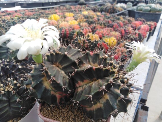 100 Cactus Seeds Gymnocalycium Mihanovichii Variety Color 100 Cactus Seeds Gymnocalycium Mihanovichii Variety Color