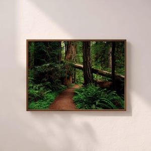 Redwood Forest II Printable Wall Art, Redwood National Park Digital Download, Landscape Photography