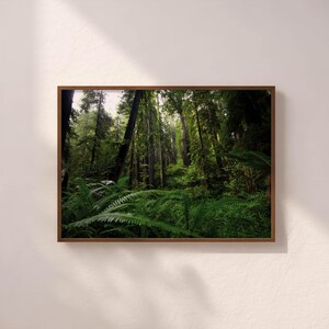 Redwood Forest I Printable Wall Art, Redwood National Park Digital Download, Landscape Photography