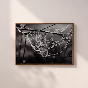 Dew Covered Spiderweb Printable Wall Art, Black and White Digital Download, Nature Photography