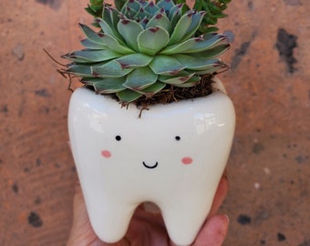 Jardinera de cerámica con dientes lindos