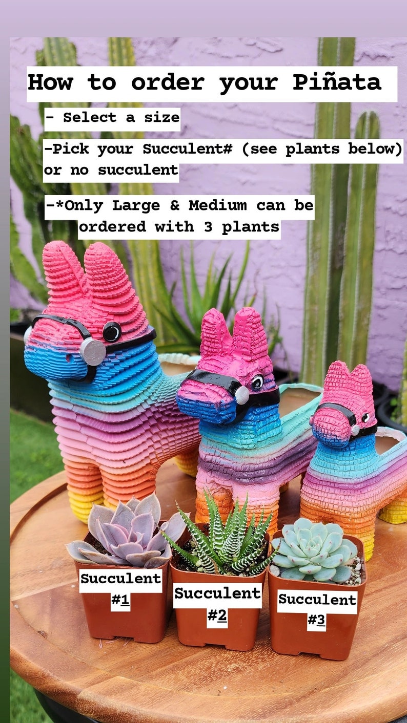 ORIGINELE Piñata plantenbakken van Seelene Succulents © Verkrijgbaar in 3 verschillende maten afbeelding 2