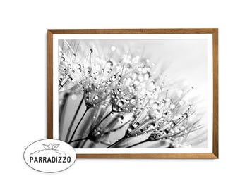 Dandelion Photography Print: Black and White Floral Wall Art (Digital Download)