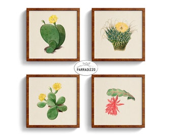 Cactus Vintage Illustration Set, 4 Square Vintage Cactus Digital Prints, Green Yellow Red Botanical Wall Art Instant Download