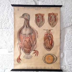 Antieke en originele schoolzoölogie pull-down grafiek - architectuur van gewervelde dieren serie II duif. Vintage school wetenschappelijke kaart/poster.