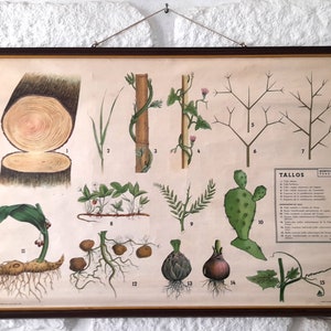 Antiek in papier over linnen Botanische plantenmorfologie: Sterm kan naar beneden worden getrokken. Vintage schoolbotanische muurposter.