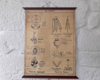 Rare Original Antique in Paper Over Linen/Fabric French School Pull Down the Fruit. Old School Biology Wall Poster.