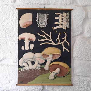 Póster antiguo de la Escuela Botánica Educativa Alemana: Hongo Agaricus Campestris. Gráfico de setas escolares vintage. Botánico vintage desplegable.