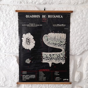 Originele antieke in papier over linnen/stof Portugese biologie schoolkaart. Old School botanische muurposter.
