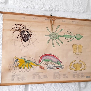 Seltene und sehr alte schwedische Original Schul zoologische Lehrkarte - Spinne. Vintage Schulwissenschaftliche Landkarte/Poster.