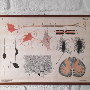Antik im Papier über Leinen/Stoff Rollkarte Tab. 5 - Nervengewebe. Old School Wissenschaftliche Wand abziehen.