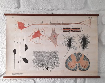 Antique in Paper Over Linen/Fabric Pull Down Chart Tab. 5 - Nerve Tissue. Old School Scientific Wall Pull Down.