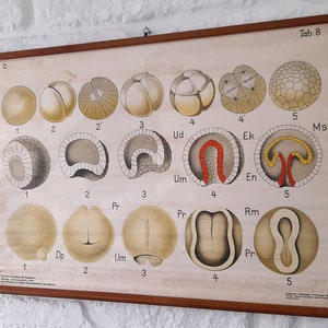 Antik in Papier über Leinen/Stoff Deutsche Biologische Embryologie Tab 8 Schulposter. Old School Biologie Wandabzug.