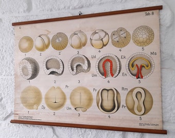Antique in Paper Over Linen/Fabric German Biological Embryology Tab 8 School  Poster. Old School Biology Wall Pull Down.