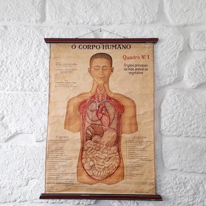 Seltene Original Antiquität in Papier über Leinen Schule Wissenschaftliche Lehrtafel der Anatomie des menschlichen Körpers. Naturwissenschaftliche Schulkarte/Poster.