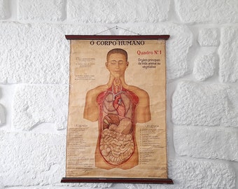 Rara antigüedad original en papel sobre lino, gráfico científico de la anatomía del cuerpo humano. Mapa/póster científico de la escuela vintage.