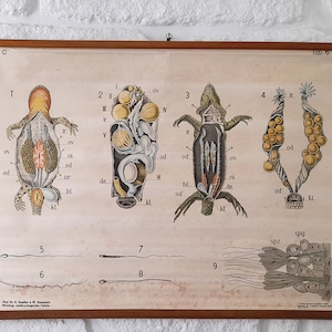 Raro grafico a discesa originale antico della scuola di zoologia - lucertola e salamandra. Mappa/poster scientifico della scuola vintage.