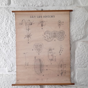 Antieke School Botanische Kaart - Lily Life History. Oud papier over linnen Turtox B-W-serie biologische kaarten. Oude School Botanische Poster.