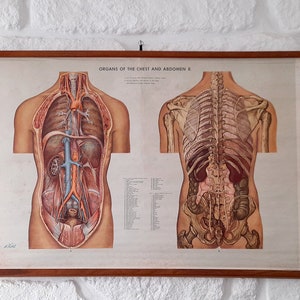Rara annata originale in carta su lino Grafico scientifico dell'anatomia degli organi del corpo umano del torace e dell'addome II. Mappa scolastica d'epoca.