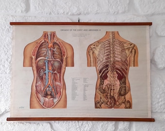Rare Original Vintage in Paper Over Linen Chart Scientific of the Anatomy Human Body Organs of the Chest and Abdomen II. Vintage School Map.