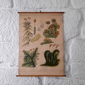 Antik in Papier über Leinen Botanik - Moos und Flechten Schule Pull Down. Vintage Schule Botanisches Wandposter. Vintage Botanische Karte.