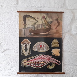 Póster de pared científico de la escuela antigua. Muy antiguo en papel sobre lino/tela desplegable de Junger-Koch-Kentell sobre sanguijuelas.