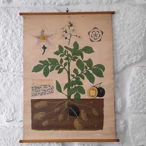 Antique en papier sur lin botanique - L’école des plants de pommes de terre tire vers le bas. Affiche murale botanique vintage de l’école. Carte botanique vintage.