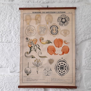 Antike in Papier über Leinen / Stoff Italienische Schule Pflanzenbiologie - Blumenbefruchtung Poster. Biologie Wand Pull Down.