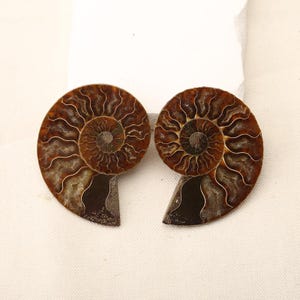 Könnte beinhalten: Zwei polierte Ammoniten-Fossilien mit einer spiralförmigen Schalenstruktur und komplexen, wellenförmigen Kammerstrukturen in Dunkelbraun, Hellbraun und Creme. Die Fossilien sind aufgeschnitten, um die mineralisierten Innenkammern zu zeigen.