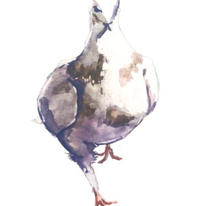 Pigeon watercolor and ink original fine art print