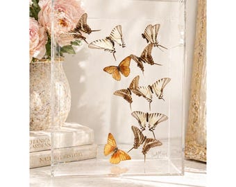 Vetrina vintage per farfalle in lucite, teca firmata Andrea 1989, esemplare di farfalla vera, tassidermia, decorazione murale, arte naturalistica, curiosità.