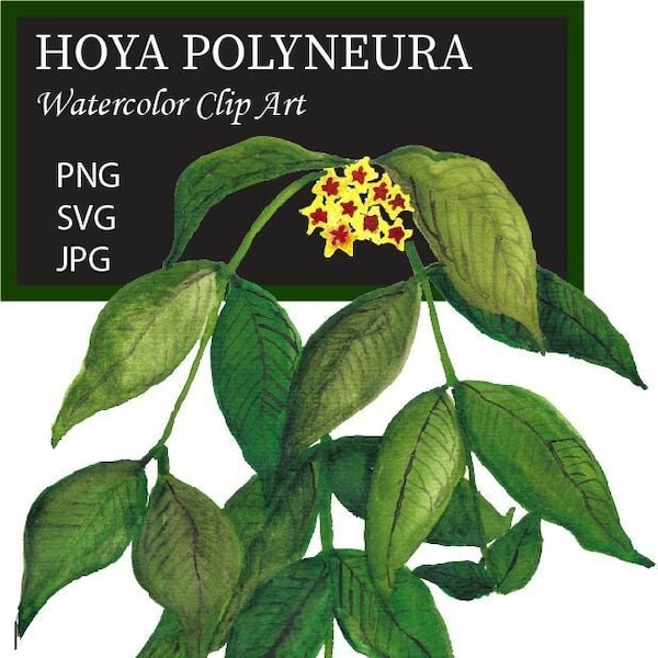 Hoya Polyneura Indoor Plant Watercolor SVG PNG JPG Clip Art Green Plant Leaf Digital Vector Watercolor Plant Leaf Wall Art Digital Download